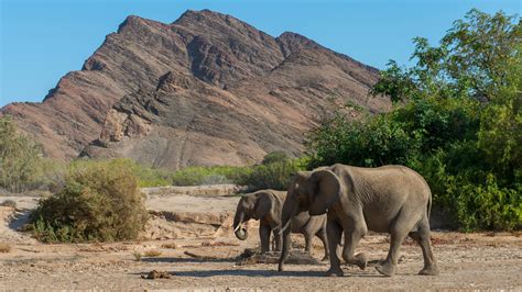 Namibia to Cull More Than 700 Wild Animals for Meat During .